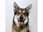 Adopt Hashi a German Shepherd Dog, Siberian Husky