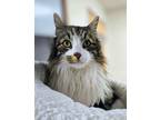 Adopt Harry a Domestic Long Hair, Maine Coon