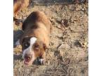 Adopt Boone a Border Collie, Australian Cattle Dog / Blue Heeler