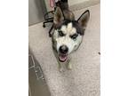 Adopt CAPT. CRUNCH a Siberian Husky