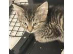 Adopt Agent Coulson a Domestic Short Hair, Domestic Medium Hair