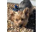 Adopt Teddy Bear 24036 a Yorkshire Terrier