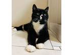 Adopt COURTESY POST FOR WASA: Zeke a Tuxedo