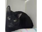 Adopt Casper a Domestic Short Hair