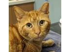 Adopt Ernie a Domestic Short Hair