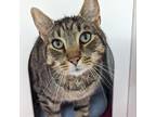 Adopt Teebo a Domestic Short Hair