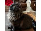 Adopt Pretzel a Domestic Short Hair