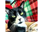 Adopt Lee a Domestic Short Hair