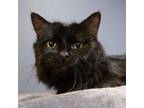 Adopt Chuckles a Domestic Short Hair