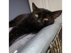 Adopt Kyle a Domestic Short Hair