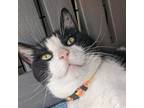 Adopt Phinneas a Domestic Short Hair