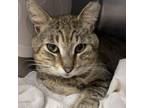 Adopt Moose a Domestic Short Hair