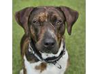 Adopt Dep a Catahoula Leopard Dog, Hound