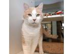 Adopt Frisbee a Domestic Short Hair