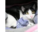 Adopt Atlas a Domestic Short Hair