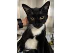 Adopt GUS a Domestic Medium Hair