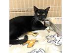 Adopt SYLVESTER a Domestic Short Hair