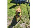 Adopt ROCKO a Pit Bull Terrier