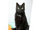 Adopt Simba a Domestic Short Hair