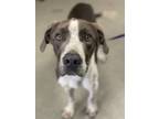 Adopt Zack a Pointer, Mixed Breed