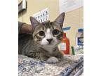 Adopt MAXWELL a Domestic Short Hair