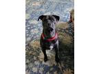 Adopt Z COURTESY POST: Ajax a Boxer, Labrador Retriever