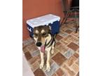 Adopt Z COURTESY POST Bruno a Husky, German Shepherd Dog