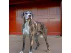 Adopt Brady a Boxer, Pointer