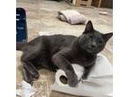 Adopt Michael a Domestic Short Hair