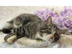 Adopt Kinsley a Domestic Short Hair