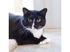 Adopt Skitty a Domestic Short Hair