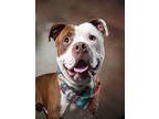 Adopt Nathaniel a Pit Bull Terrier, Mixed Breed