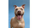 Adopt BOAT a Pit Bull Terrier, Mixed Breed