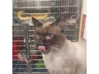 Adopt SIMON a Domestic Short Hair, Siamese