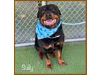 Adopt SULLY a Rottweiler