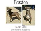 Adopt Braxton a Mixed Breed