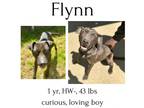 Adopt Flynn a Mixed Breed