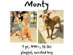 Adopt Monty a Mixed Breed