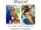 Adopt Marcel a Hound, Mixed Breed