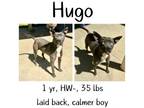Adopt Hugo a Mixed Breed