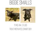 Adopt Biggie Smalls a Mixed Breed