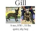 Adopt Gill a Mixed Breed
