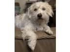 Adopt Murphy a Wirehaired Terrier, West Highland White Terrier / Westie