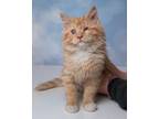 Adopt Chet a Domestic Long Hair