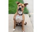 Adopt Loki a Pit Bull Terrier