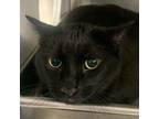 Adopt Nicholai a Domestic Short Hair