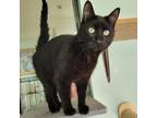 Adopt Ozzy a Domestic Short Hair