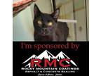 Adopt Ramon a Domestic Short Hair