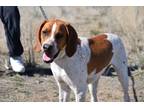 Adopt Boone a Hound