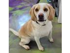 Adopt Hobbs a Beagle